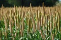 Pearl millet or Bajri