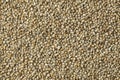 Pearl millet Royalty Free Stock Photo