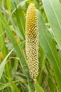 Pearl millet