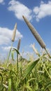 Pearl Millet Field Royalty Free Stock Photo