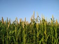 Pearl Millet Field in Rajasthan India1