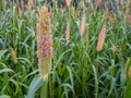 Pearl millet field in rural area of punjab, Pakistan.Millet or Sorghum cereal crop in a field. It is also called as bajra. Royalty Free Stock Photo