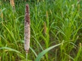 Pearl millet field in rural area of punjab, Pakistan.Millet or Sorghum cereal crop in a field. It is also called as bajra. Royalty Free Stock Photo