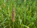 Pearl millet field in rural area of punjab, Pakistan.Millet or Sorghum cereal crop in a field. It is also called as bajra. Royalty Free Stock Photo