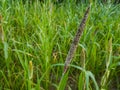 Pearl millet field in rural area of punjab, Pakistan.Millet or Sorghum cereal crop in a field. It is also called as bajra. Royalty Free Stock Photo