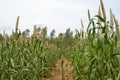 Pearl Millet in the field