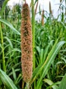 Pearl millet flower and pollens . Royalty Free Stock Photo