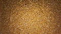 Pearl Millet Grains. Millet Close Up. Nattu Kambu, Pearl Millet Seeds Royalty Free Stock Photo