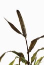 Pearl Millet (Pennisetum glaucum)