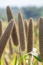 Pearl millet (Pennisetum glaucum) or Bajra green plant in a farm