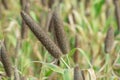 Pearl millet (Pennisetum glaucum) or Bajra green plant in a farm