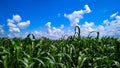 The pearl millet plants under the blue sky Royalty Free Stock Photo