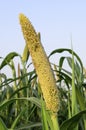 Pearl millet seed head