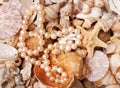 Pearl nacklace on a sea shell background Royalty Free Stock Photo