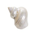 Pearl nautilus shell on white Royalty Free Stock Photo