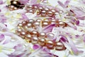 Pearl necklace Royalty Free Stock Photo