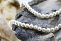 Pearl necklace, upon a fossil oyster shell Royalty Free Stock Photo