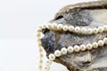 Pearl necklace, upon a fossil oyster shell Royalty Free Stock Photo