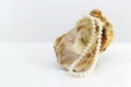 Pearl necklace, upon a fossil oyster shell Royalty Free Stock Photo