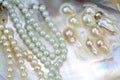 Pearl necklace with natural pearls in a oyster shell Royalty Free Stock Photo