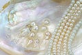 Pearl necklace with natural pearls in a oyster shell Royalty Free Stock Photo