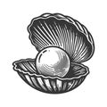 Pearl in Open Oyster Shell Engraving illustration Royalty Free Stock Photo