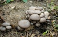 Pearl oyster mushroom Pleurotus ostreatus - Wild edible mushroom Royalty Free Stock Photo