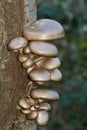 Oyster mushrooms on dying tree Royalty Free Stock Photo