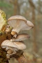 Pearl oyster mushrooms Royalty Free Stock Photo