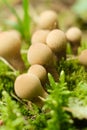 Pearl Puffball Mushroom Lycoperdon perlatum in Forest Royalty Free Stock Photo