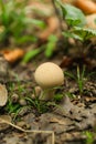 Pearl Puffball Mushroom Lycoperdon perlatum in Forest Royalty Free Stock Photo