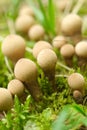 Pearl Puffball Mushroom Lycoperdon perlatum in Forest Royalty Free Stock Photo