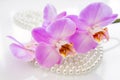 Pearl and purple orchid Royalty Free Stock Photo