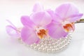 Pearl and purple orchid Royalty Free Stock Photo