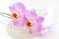 Pearl and purple orchid Royalty Free Stock Photo