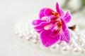 Pearl and purple orchid Royalty Free Stock Photo