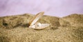 Pearl in a seashell on the beach Royalty Free Stock Photo