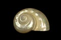 Pearl shell Royalty Free Stock Photo