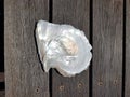 Pearl oyster Shell Broome Western Australia Royalty Free Stock Photo