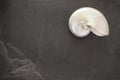 Pearl shell of a chambered nautilus on black slate background w Royalty Free Stock Photo