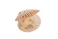 Pearl shell opened empty isolated cutout on white background. Seashell overhead, sea nature Royalty Free Stock Photo