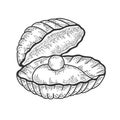 Pearl shell sketch vector illustration