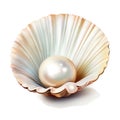 A pearl in a shell on a white background. Royalty Free Stock Photo