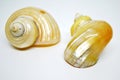 the pearl snail with a beautiful shell color