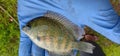 Pearl spot fish/ Karimeen/Green chromide in Kerala India