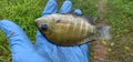 Pearl spot fish/ Karimeen/Green chromide in Kerala India