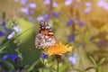 Pearl spotted a butterfly sitting on yellow dandelion Royalty Free Stock Photo