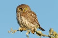 Pearl-spotted owl Royalty Free Stock Photo