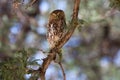 Pearl-spotted owl Royalty Free Stock Photo