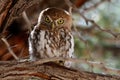 Pearl spotted owl Royalty Free Stock Photo